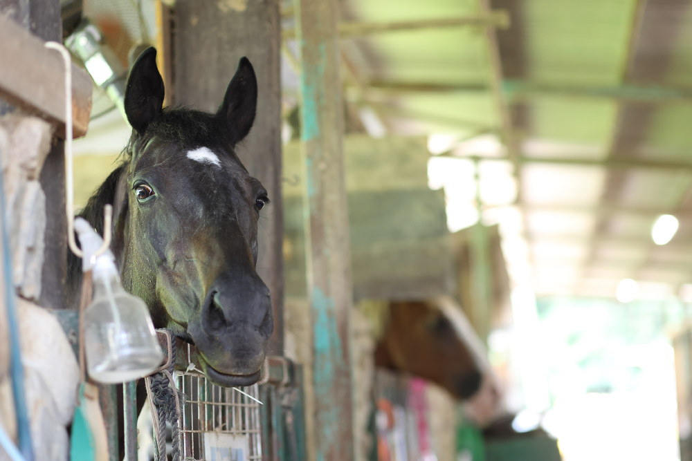ポニー乗馬
